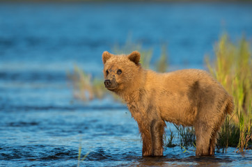 Obraz premium Alaskan brown bear cub