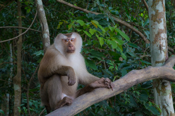 monkeys  playing on a tree branch