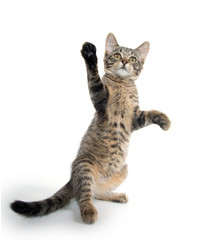 Cute tabby kitten on hind legs © Tony Campbell