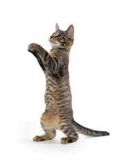Cute tabby kitten on hind legs