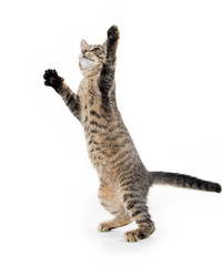 Cute tabby kitten on hind legs