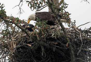 Bald eagle nest in Alaska