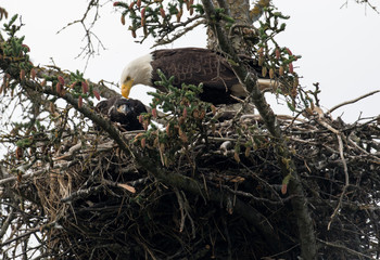 Bald eagle nest in Alaska