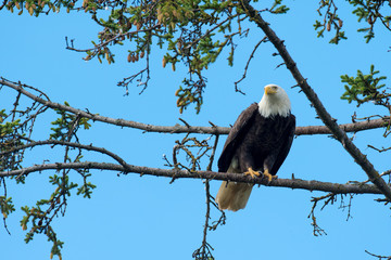 Bald eagle perched in tree