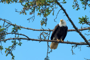 Bald eagle perched in tree