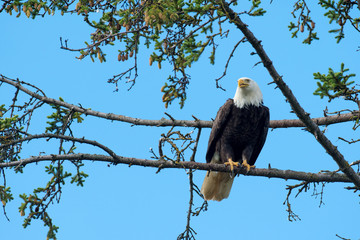 Bald eagle perched in tree