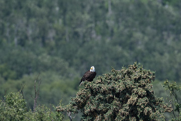 Bald eagle in a tree