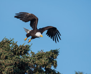 bald eagle taking flight from a tree