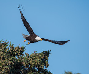 bald eagle taking flight from a tree