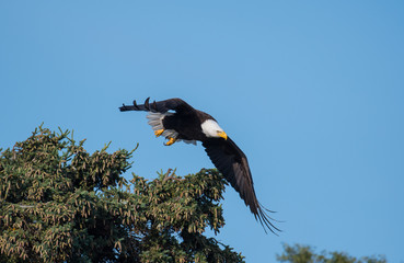 bald eagle taking flight from a tree
