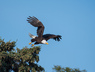Naklejka premium bald eagle taking flight from a tree