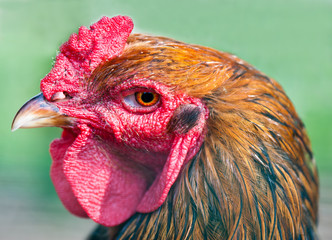 rooster (close up) against green background
