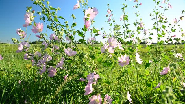 Purple pink meadow mallow flowers Malva