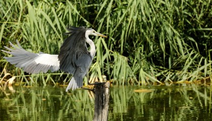 Grey heron