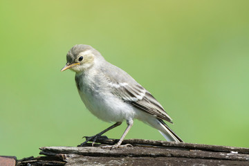wagtail on a log