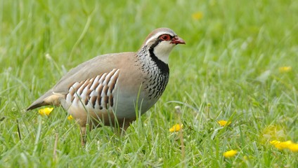 red partridge