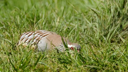 red partridge