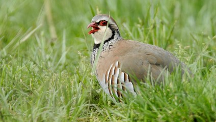 red partridge