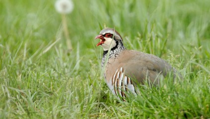 Obraz premium red partridge