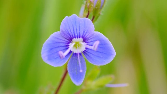 Gamander-Ehrenpreisbl&uuml;te, Veronica chamaedrys, 