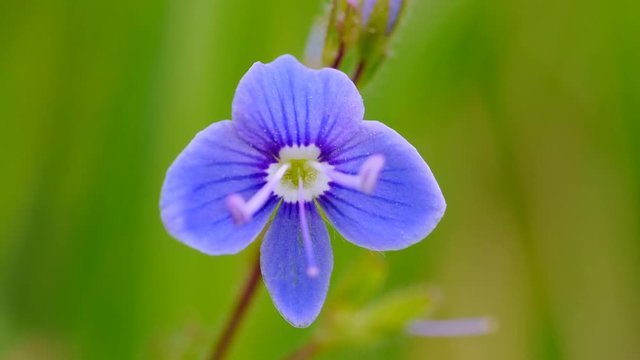 Gamander-Ehrenpreisbl&uuml;te, Veronica chamaedrys, 
