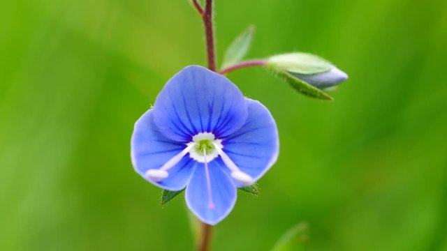 Gamander-Ehrenpreisbl&uuml;te, Veronica chamaedrys, 
