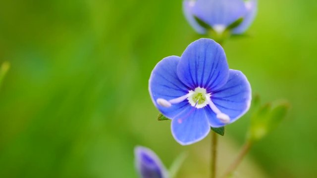 Gamander-Ehrenpreisbl&uuml;te, Veronica chamaedrys, 