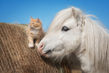 Little red kitten with white shetland pony - obrazy, fototapety, plakaty