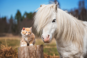 Little red kitten with white shetland pony