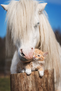 White shetland pony kissing little red kitten