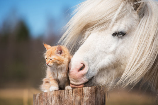 Little red kitten with white shetland pony