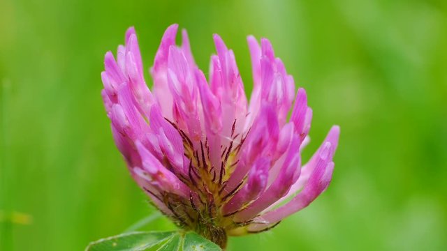 Rotkleebl&uuml;te, Wiesen-Klee, Trifolium pratense