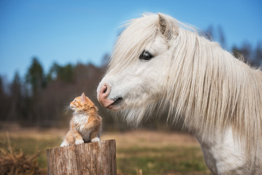 Fototapeta Little red kitten with white shetland pony