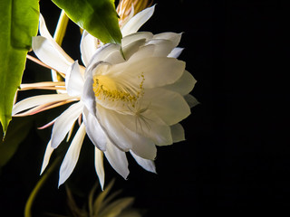 Königin der Nacht Selenicereus grandiflorus