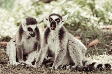 Lemuri che litigano