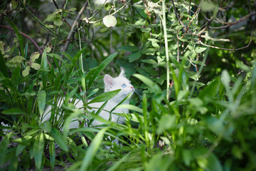 White kitty hunting in among green leaves in garden.