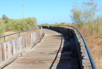 Fototapeta premium wood beach way