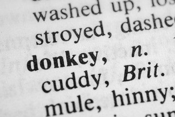 Donkey