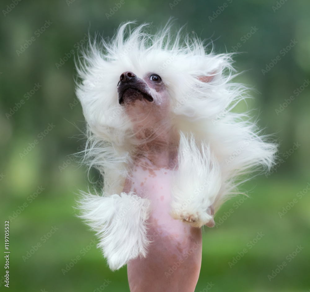 Sticker chinese crested dog breed. dog rearing.