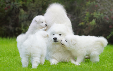 Female Samoyed dog with puppies