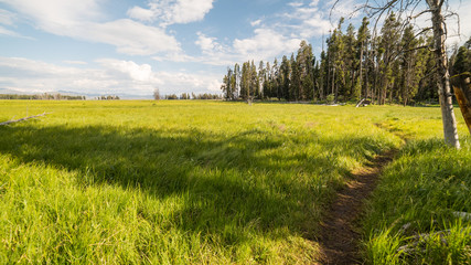The path through the green valley. Beautiful forest. Pelican Creek Nature Trail, Yellowstone National Park, Wyoming