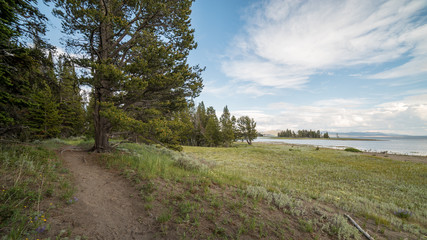 The path in the pine forests along the lake. Pelican Creek Nature Trail, Yellowstone National Park, Wyoming