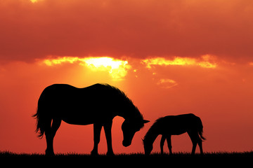Fototapeta na wymiar horse and pony at sunset
