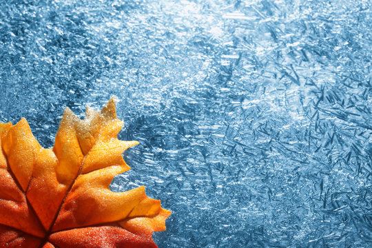 Autumn Leaf In Blue Frost Background