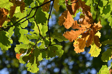 Дубовые листья.