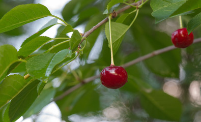 cherry on the tree