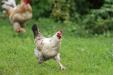 white chicken business is sweeping across the grass on the farm