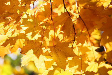 Autumn leaves background