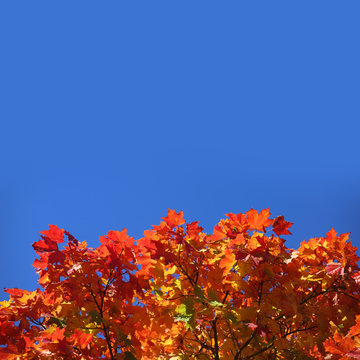 Autumn leaves background © destillat