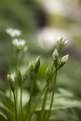 Meadow Flower and Sun light.